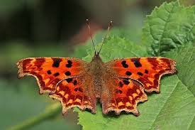 Image result for Polygonia c-album