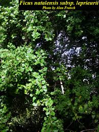 Image result for Ficus natalensis