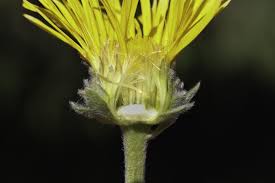 Image result for Pentanema