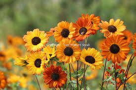 Image result for Helianthus debilis