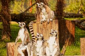 Nous avons trouvé 693 propriétés de vacances; Parc Animalier Des Pyrenees Decouverte Des Animaux Pyreneens Camping Pyrenees Sunelia Les 3 Vallees Argeles Gazost