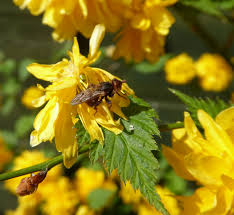 Image result for Kerria japonica