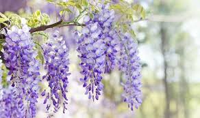 Search for the best wisteria.com promotion codes on the search bar. How Long Does Wisteria Take To Grow Express Co Uk