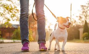 Pets Blog Izmir Pets