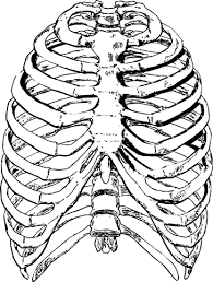 1 in 500 people have an extra rib known as a cervical rib. 10 Free Rib Cage Ribs Vectors