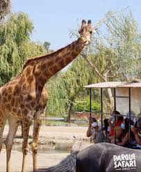 Зоопарк и прочие места на свежем воздухе. Parque Safari Fotos Facebook