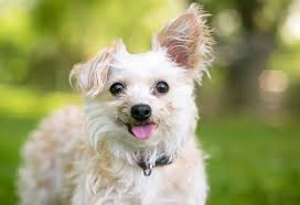 Bella•curly hair tips & tricks. Yorkie Poo Pictures Feeding Diseases Vaccination Grooming