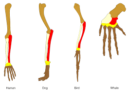 Maybe you would like to learn more about one of these? Homology Biology Wikipedia