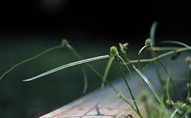 Image result for Kyllinga melanosperma