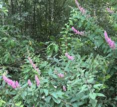Image result for Spiraea douglasii