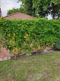 Passion Fruit Vine Privacy Fence Trellis Plants Passion Fruit Plant Backyard Flowers Garden