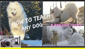 Train Your Dog At Home Dogtrainingmilton Puppy Training 101