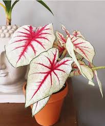 Perfect Caladium White Queen Tag One Of Your Friends Follow Us Olivra Houseplants Follow Us Olivra Houseplants Plants House Plants Pink Plant