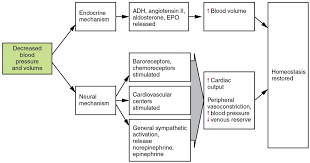 Homeostatic Regulation Of The Vascular System Anatomy And