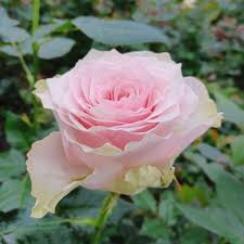 Image result for Rosa sp.