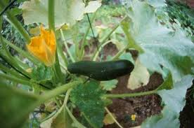 In most cases, there is no need to apply calcium to the soil. Zucchini Is Found In Most Summer Vegetable Gardens Known For Their Large Leaves Bright Yellow Blossoms And Zucchini Plants Growing Zucchini Zucchini Flowers