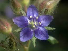 Image result for Hydrolea brevistyla