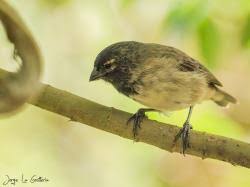 Image result for Hermannia parvula