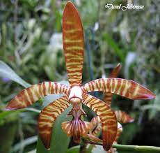 Arachnanthe Bella Found In Southeastern Xizang And Southern Yunnan Provinces Of China The Eastern Himalayas Nepal My Types Of Orchids Orchids Orchidaceae