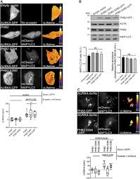 live facem un bloc de apartamente pentru membri (link in descriere). Mitochondrial Aurora Kinase A Induces Mitophagy By Interacting With Map1lc3 And Prohibitin 2 Life Science Alliance