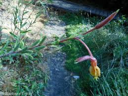 Image result for Otomeria elatior