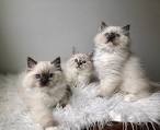 BabyBundles - Ragdoll Cats and Kittens
