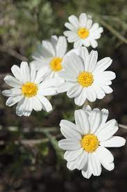 A knot tattoo symbolizes love of family and family bond or unity. 50 Flowers With Surprising Meanings Meanings Of Flowers