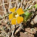 Image result for Momordica gilgiana