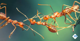 Aphids, of the family aphididae, are also known as plant lice, green flies or ant cows. 5 Different Types Of Ants Moxie Pest Control