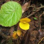 Image result for Begonia potamophila