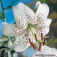 Pin On Lily Wish List