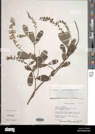 Image result for Eriosema psoraleoides
