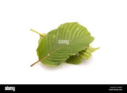 Image result for Mitragyna rubrostipulata