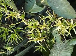 Image result for Monoon