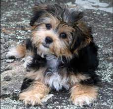 Shorkie A Definitive Review Of The Shih Tzu Yorkie Mix And Photos Animalso