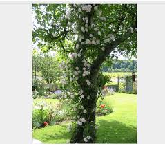 Rambling Rose Seagull Climbing Roses Rose Trees Shade Plants