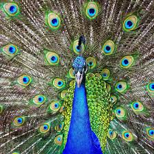 Find & download free graphic resources for beautiful peacock. Green Beautiful Peacock Stock Photo Picture And Royalty Free Image Image 15848702
