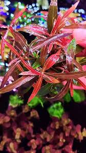 Image result for Hygrophila cataractae