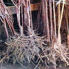 Cost savings provided by use of bareroot trees and shrubs make them an excellent choice for large plantings such as nursery liners, orchard fruit trees or rootstock, conservation and reforestation projects, and wildlife habitat plantings. Gilby S Minnesota Apples Bare Root Trees Dwarf Pears Plums Maple