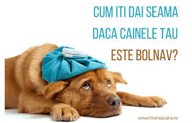 Apa este la fel de importanta ca mancarea. 12 Alimente Interzise Pentru Caini Hranaacana Ro