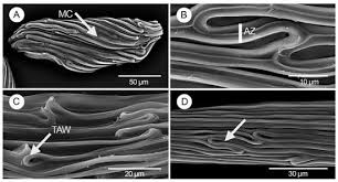 Image result for Diaphananthe vesicata