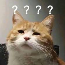 Top những meme mèo hài hước đáng yêu nhất - Sen ơi mình đi đâu thế