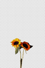 Unduh dan gunakan 100.000+ foto stok bunga matahari secara gratis. Bunga Bunga Bunga Matahari Mekar Bunga Matahari Biasa Daisy Transvaal Bunga Potong Desain Bunga Biji Bunga Matahari Png Klipartz