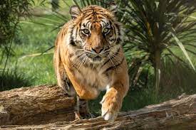 Tiger Charge Angry Tiger Charging Photographer Big Cats Zoo Photos Tiger