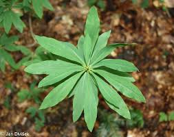 Image result for Daphne mezereum