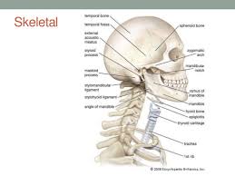 Anatomy superficial veins arteries of neck diagram quizlet. Anatomy Head Neck Anatomy Drawing Diagram