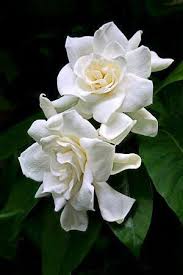 Gardenia Planting Guide Flowers Beautiful Flowers Pretty Flowers