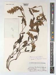 Image result for Phaulopsis sangana