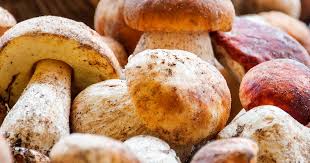 Autumn is the best time. A Guide To Poisonous And Edible Mushrooms Lovethegarden