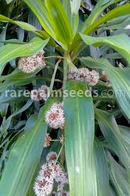 Image result for Dracaena fragrans